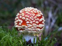 Frisch aus dem Moos gewachsener Fliegenpilz mit kugeligem Hut
